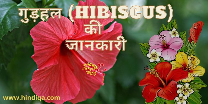 गुड़हल (Hibiscus) की जानकारी