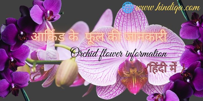 orchid-flower-in-hindi-facts-info