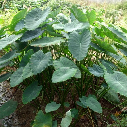 Taro water plant