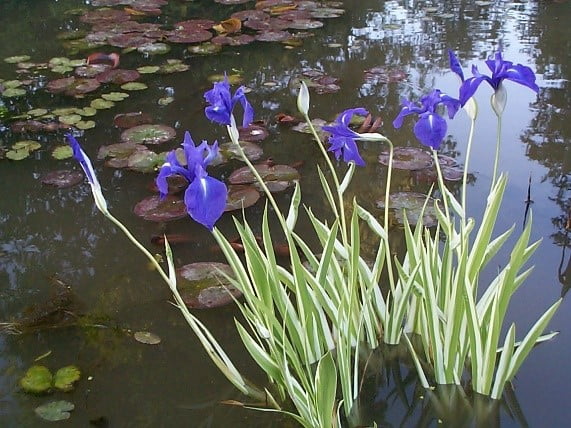 blue iris