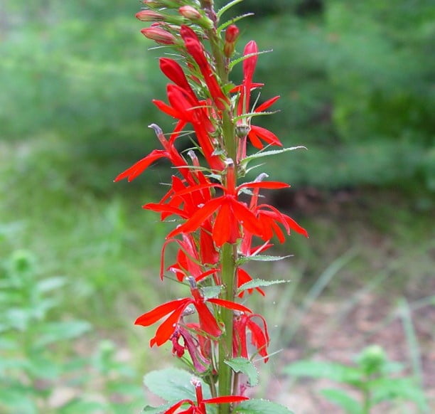 cardinal flowers