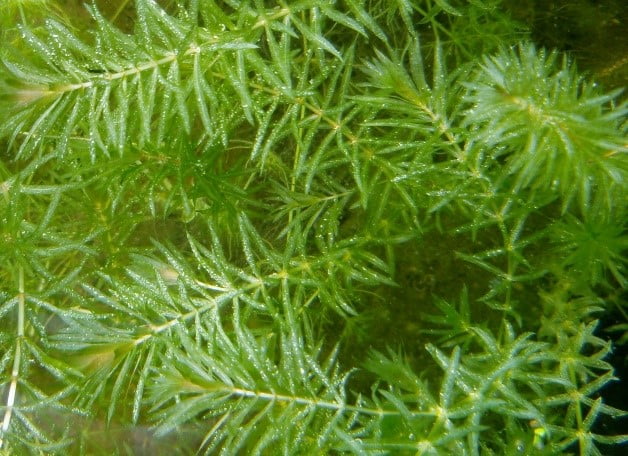 hydrilla flowers