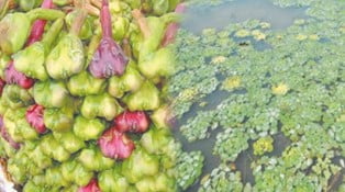 water chestnut plant