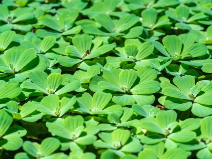 water lettuce