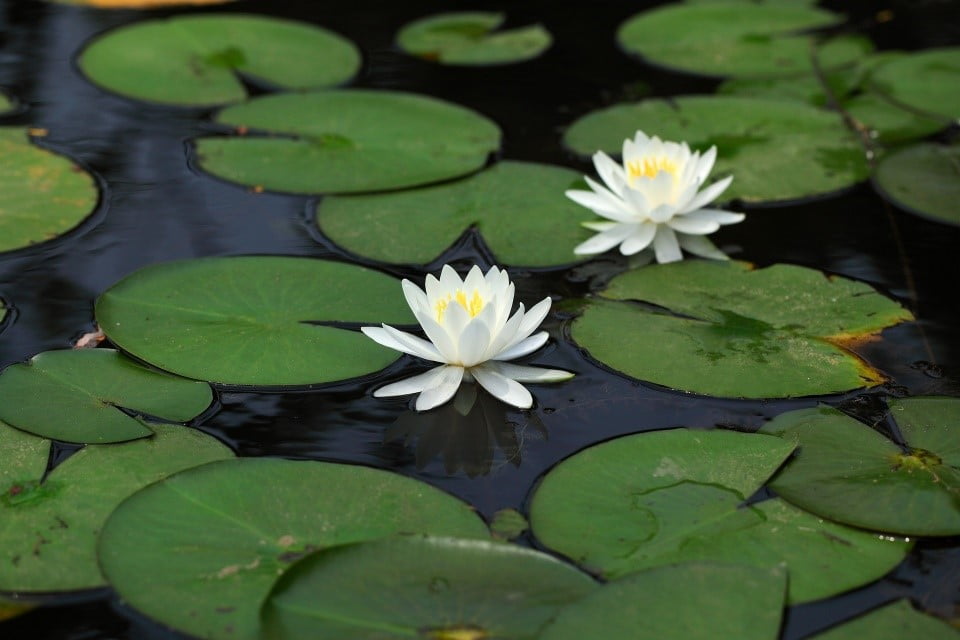 water lily