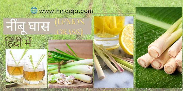 lemon Grass