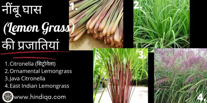 Types of Lemon Grass